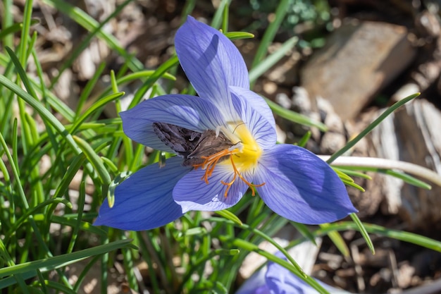 Foto la flor púrpura del azafrán crocus sativus en el jardín de otoño closeup búhos mariposas o mosca noctuidae