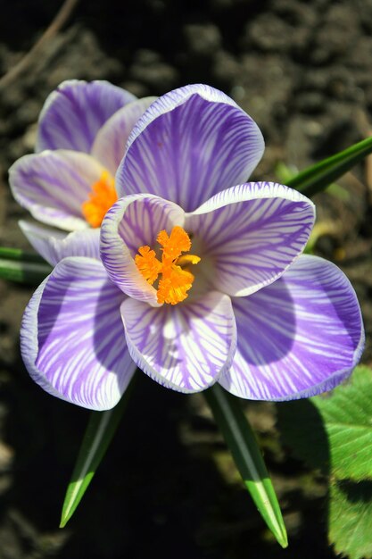 Flor púrpura del azafrán de la imagen macro en el jardín contra la perspectiva de la tierra