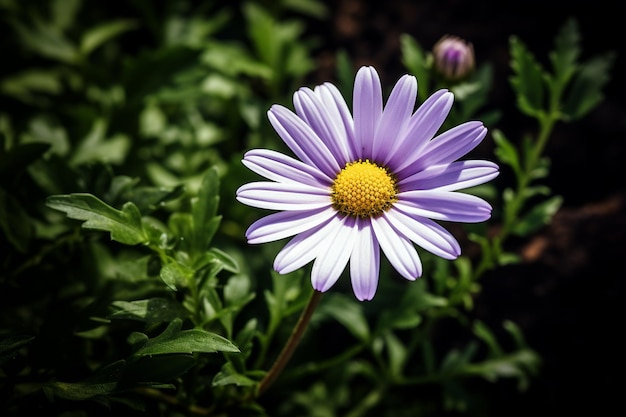 una flor púrpura y blanca con un centro amarillo