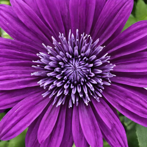 Foto una flor púrpura con un centro púrpura