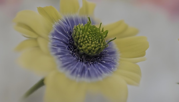 una flor púrpura con centro verde y pétalos púrpuras