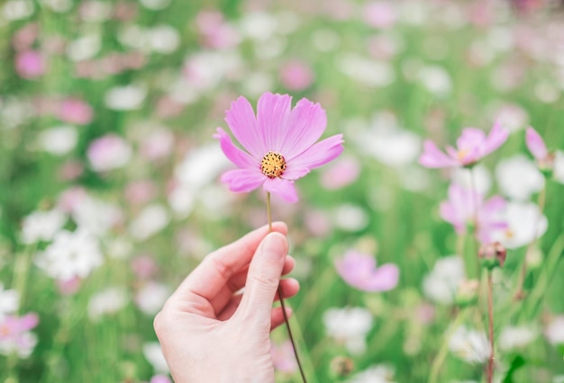 Flor púrpura del cosmos en una mano