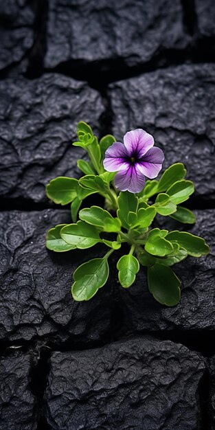 La flor púrpura crece entre los ladrillos negros Una obra maestra en miniatura