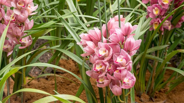 Flor púrpura del Cymbidium en un jardín.