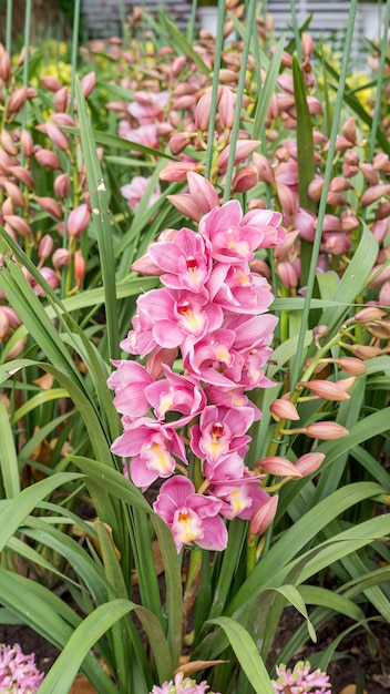 Flor púrpura del Cymbidium en un jardín.