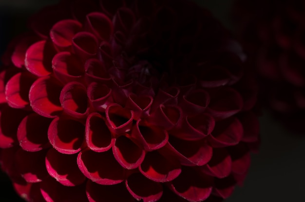 Flor púrpura de las dalias sobre fondo negro. Flor de otoño rojo intenso.