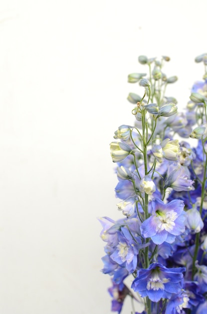 Flor púrpura del Delphinium en el fondo blanco