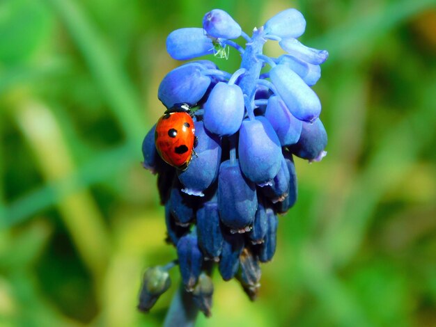 Foto la flor púrpura descuidada de muscari en la naturaleza silvestre con una mariposa