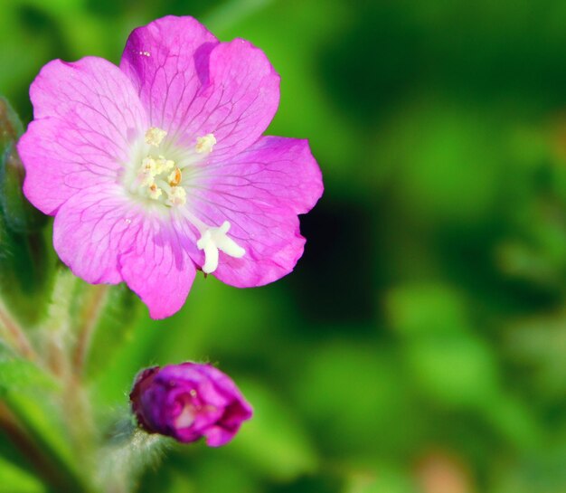 Foto flor púrpura de epilobio