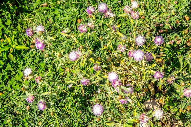 una flor púrpura está en la hierba con una flor blanca en el centro