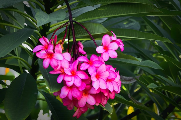 Flor púrpura Frangipani de flores tropicales (plumeria) en jardín.