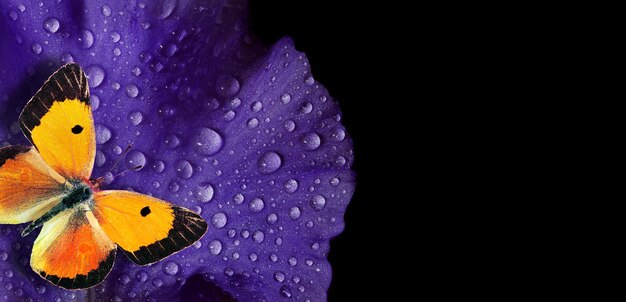 Una flor púrpura con gotas de agua en ella