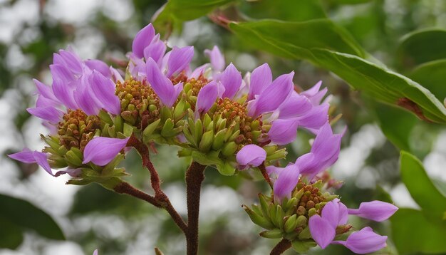 una flor púrpura con hojas verdes y una flor pórpura