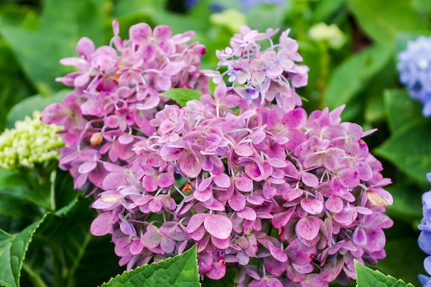 Flor púrpura de la hortensia (macrophylla del Hydrangea) en una flor del jardín, rosada y púrpura.