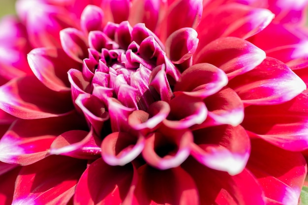 Flor púrpura jardín crisantemo primer plano macro foto