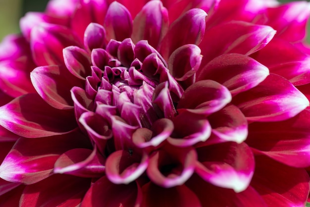 Flor púrpura jardín crisantemo primer plano macro foto