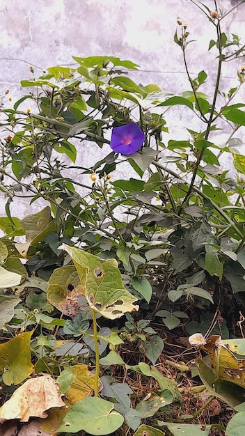 una flor púrpura en un jardín