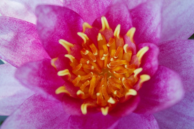 Flor púrpura del lirio de agua del primer.