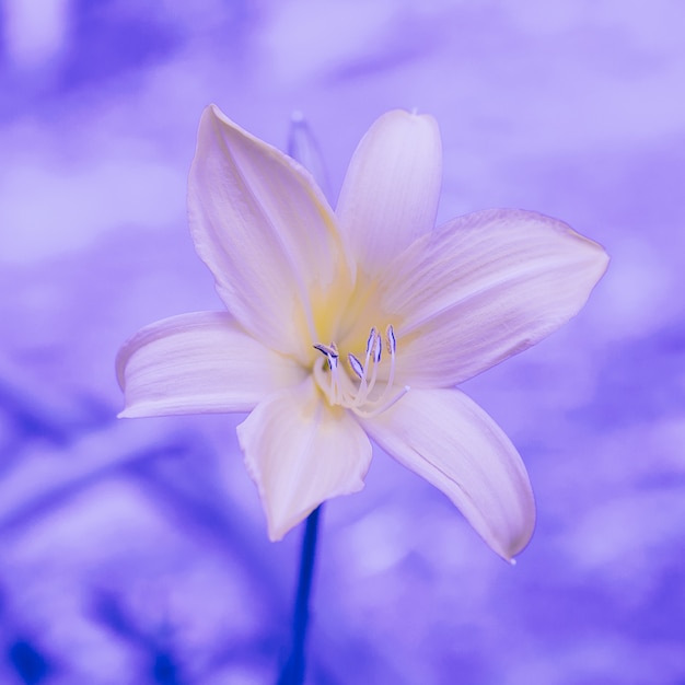 Foto flor purpura. lirio. concepto de amante de las plantas