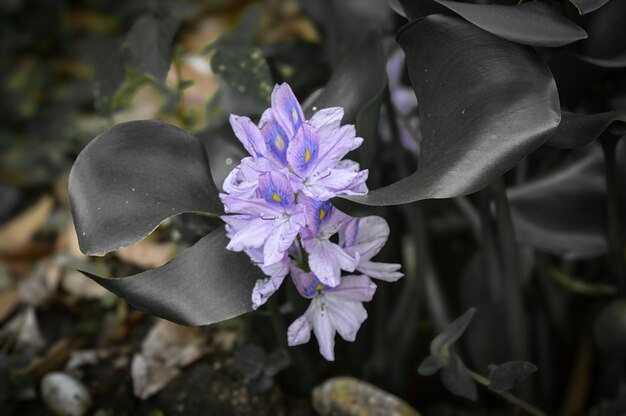 Foto una flor púrpura con manchas azules en ella