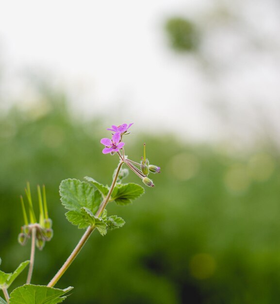 una flor púrpura se muestra en primer plano y el fondo es borroso