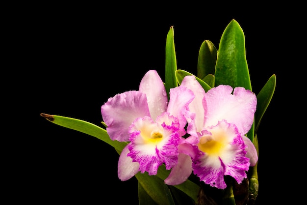 Flor púrpura de la orquídea aislada cerca para arriba.