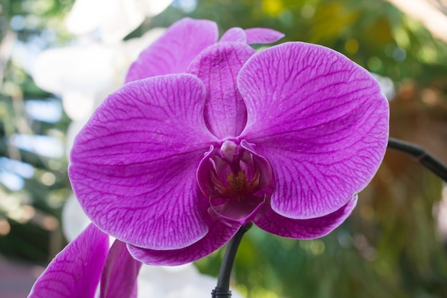 La flor púrpura de la orquídea está floreciendo en jardín