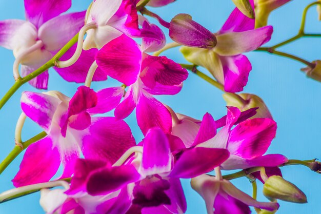 Flor púrpura de la orquídea en el fondo azul colorido, tiro del estudio.