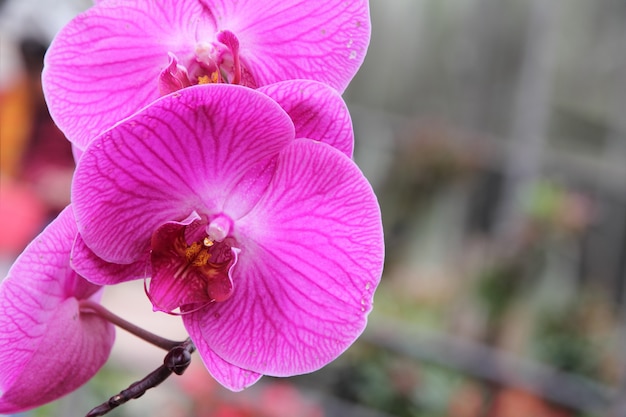 Flor púrpura de la orquídea del phalaenopsis en el jardín.