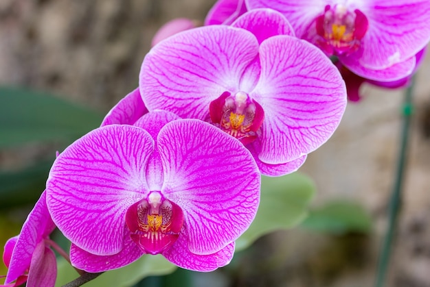 Flor púrpura de la orquídea del phalaenopsis