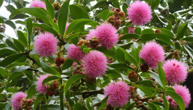 Foto una flor púrpura con la palabra rosa en ella