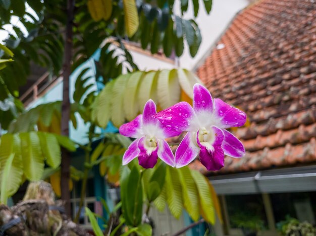 Foto una flor púrpura con pétalos blancos y rosados