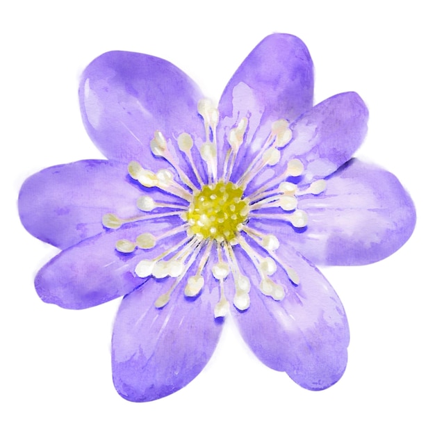 Flor púrpura png acuarela hepática elemento de collage fondo transparente