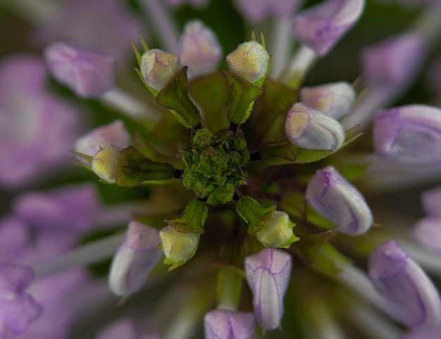 Flor púrpura en primer plano con fondo borroso