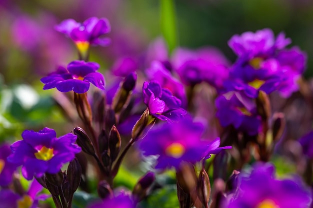 Flor púrpura prímula flores en un día soleado foto de primer plano Flores de jardín de primula violeta