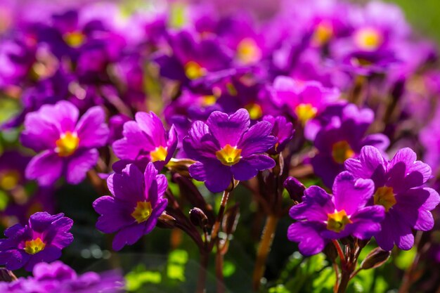 Flor púrpura prímula flores en un día soleado foto de primer plano Flores de jardín de primula violeta