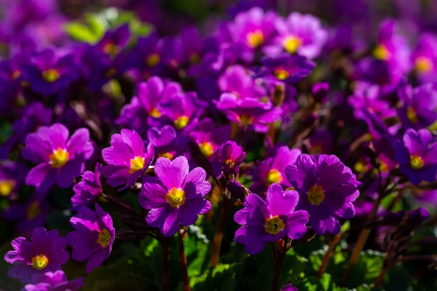 Flor púrpura prímula flores en un día soleado foto de primer plano Flores de jardín de primula violeta