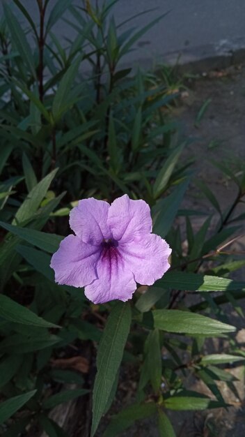 Foto la flor púrpura de la rouellia mexicana