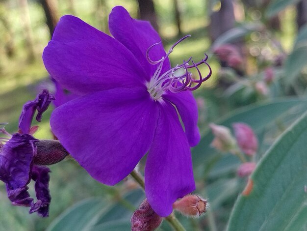 Foto la flor púrpura