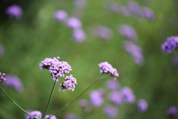 Flor Purpura