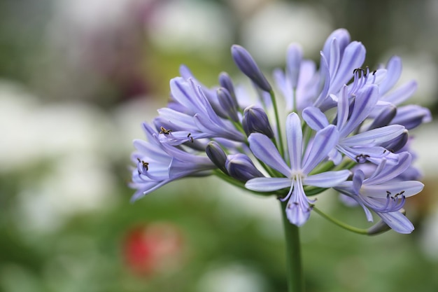 Flor Purpura