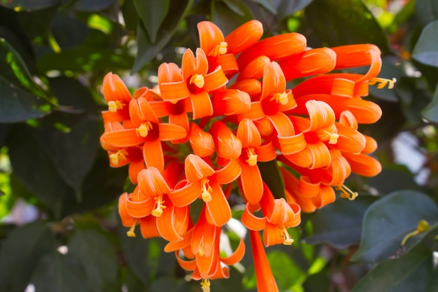 Flor de Pyrostegia venusta