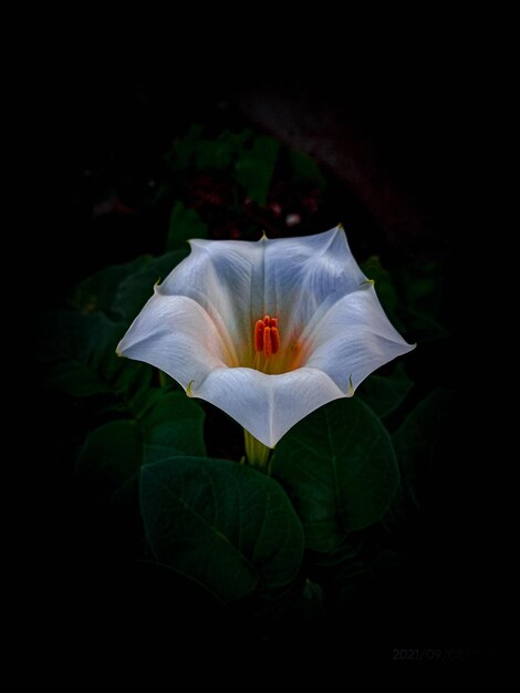 Una flor que crece en momentos oscuros