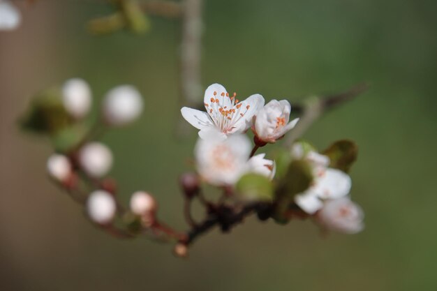 Una flor que es blanca con puntos anaranjados.