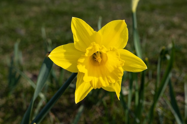 Una flor que es de color amarillo.