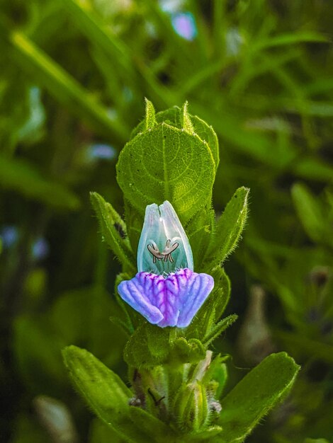 Una flor que es morada y tiene un centro azul.