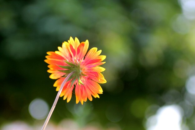 Una flor que es naranja y amarilla.