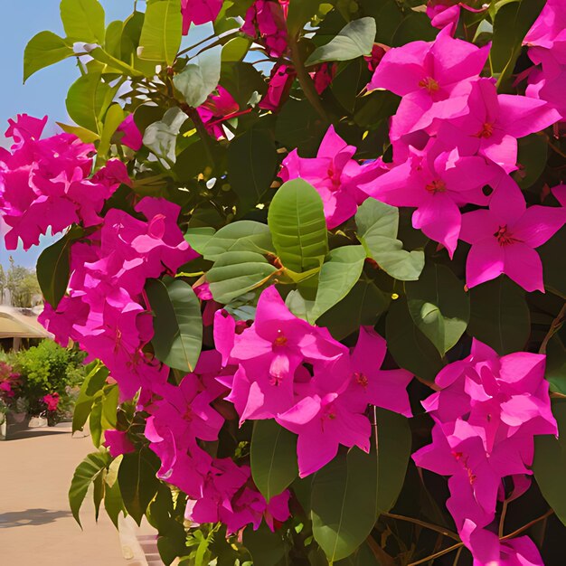 una flor que es púrpura