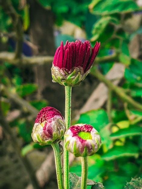 Una flor que es roja y verde con la palabra amor en ella