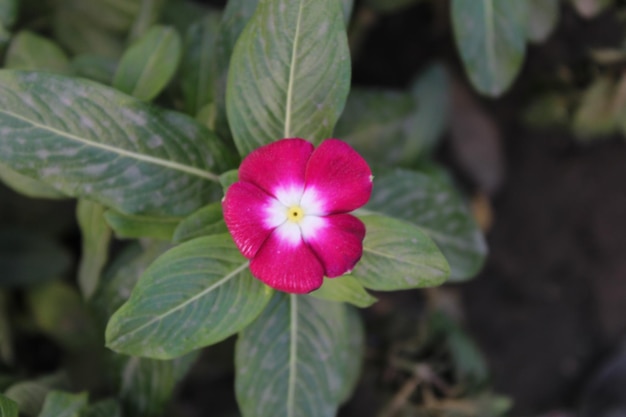 Una flor que es rosa y blanca.